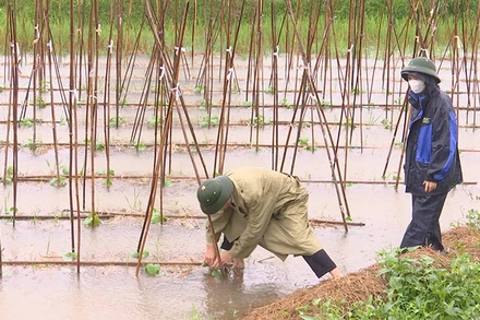 Mưa lớn làm nhiều diện tích hoa màu của tỉnh Hà Nam bị ngập úng.