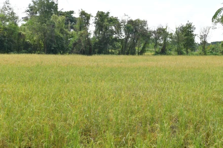 Cánh đồng lúa ở tỉnh Khon Kaen, vùng Đông Bắc Thái Lan. (Ảnh: ĐINH TRƯỜNG)