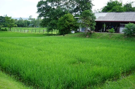 Một cánh đồng lúa ở tỉnh Sakon Nakhon, Thái Lan. 