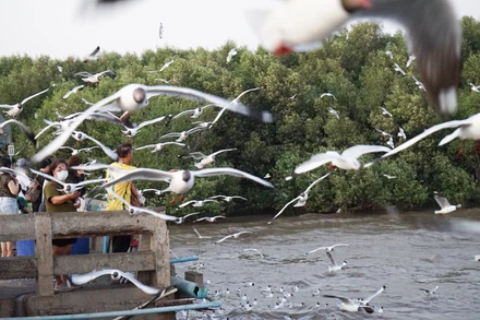 Trong khoảng thời gian từ tháng 11 đến cuối tháng 4, hàng nghìn con chim mòng biển di cư tới Pangpu.