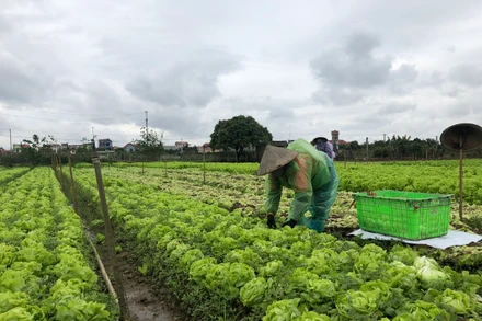 Nông dân tỉnh Hưng Yên thu hoạch rau trước khi rét đậm, rét hại kéo dài.
