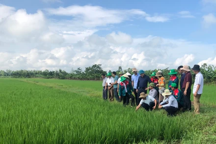 Mô hình sản xuất lúa hữu cơ, tuần hoàn tại Hà Tĩnh.