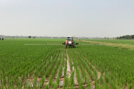 Cơ giới hóa trong sản xuất lúa ở Thái Bình.