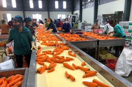 Sơ chế sản phẩm cà-rốt tại Hợp tác xã Dịch vụ nông nghiệp Đức Chính, huyện Cẩm Giàng (Hải Dương).