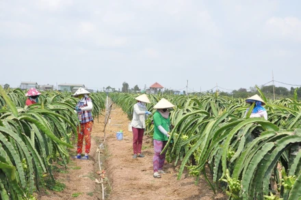 Người dân xã Kiểng Phước, huyện Gò Công Đông, Tiền Giang, chăm sóc cây thanh long. (Ảnh: Nguyễn Sự)