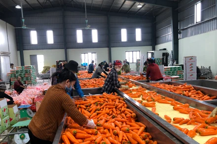 Sơ chế sản phẩm cà rốt tại tỉnh Hải Dương.