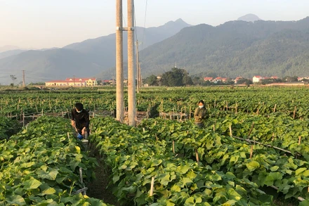 Người dân tỉnh Vĩnh Phúc chăm sóc cây vụ đông.