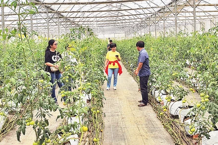 Du khách trải nghiệm du lịch nông nghiệp công nghệ cao tại Măng Đen.