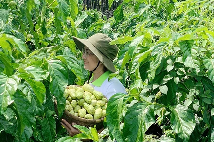 Thu hoạch trái nhàu nguyên liệu phục vụ sản xuất nước nhàu.