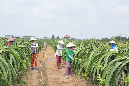 Người dân xã Kiểng Phước, huyện Gò Công Đông (Tiền Giang) chăm sóc thanh long. (Ảnh NGUYỄN SỰ)