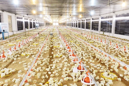 Một trang trại chăn nuôi gia cầm tại Tây Ninh.