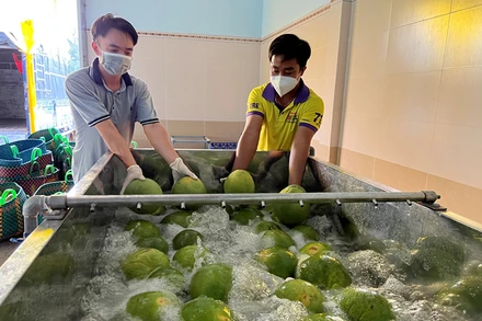Sơ chế bưởi da xanh tại Hợp tác xã bưởi da xanh Bến Tre.