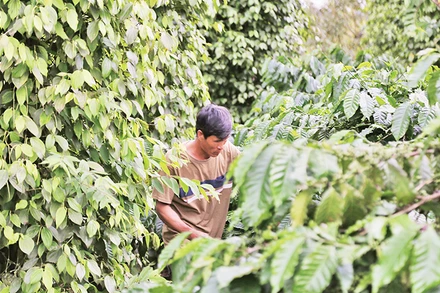 Mô hình sản xuất đa tầng, đa sản phẩm, đa giá trị của Hợp tác xã nông nghiệp-dịch vụ Tân Phú Nông.