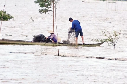Người dân đánh cá trên cánh đồng mùa nước nổi ở xã Thường Thới Hậu A, huyện Hồng Ngự, tỉnh Đồng Tháp.