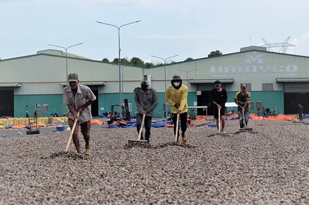 Công nhân Công ty cổ phần Hà Mỵ, huyện Đồng Phú (Bình Phước) sơ chế hạt điều nguyên liệu.