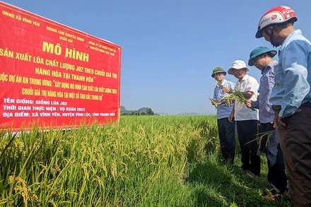 Mô hình “Sản xuất lúa chất lượng J02 theo chuỗi giá trị hàng hóa tại Thanh Hóa” do Trung tâm Khuyến nông quốc gia triển khai tại xã Vĩnh Yên, huyện Vĩnh Lộc. (Ảnh TRỌNG MINH)
