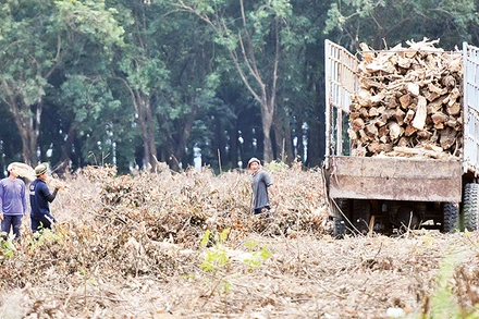 Đốn hạ cây cao-su để giải phóng mặt bằng xây dựng khu tái định cư ở xã Long Đức, huyện Long Thành.