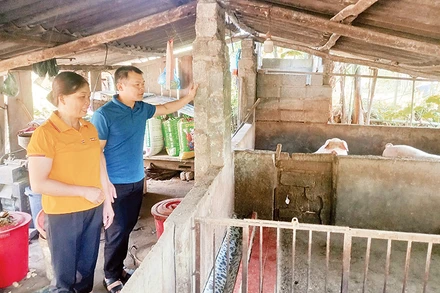 Gia đình chị Đinh Thị Hoa, ở xóm Phạc Sliến, xã Vân Trình, huyện Thạch An (Cao Bằng) đầu tư phát triển chăn nuôi, ổn định kinh tế gia đình.