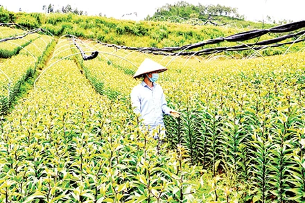 Trang trại trồng hoa ly Dương Hà, rộng hơn 4 ha ở phường Ô Quý Hồ, thị xã Sa Pa (Lào Cai). 