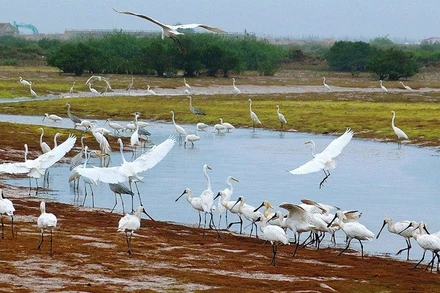 Vườn quốc gia Xuân Thủy, tỉnh Nam Định.