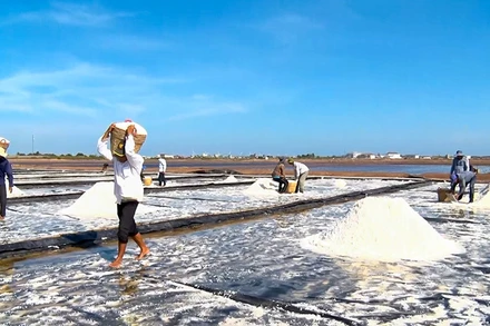 Diêm dân xã Điền Hải, huyện Đông Hải, tỉnh Bạc Liêu thu hoạch muối.