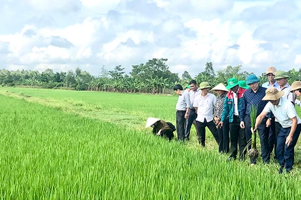 Mô hình sản xuất lúa hữu cơ, tuần hoàn tại xã Khánh Vĩnh Yên, huyện Can Lộc (Hà Tĩnh).