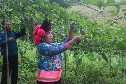 Nông dân chăm sóc cây chanh leo cung cấp nguyên liệu cho các nhà máy chế biến.