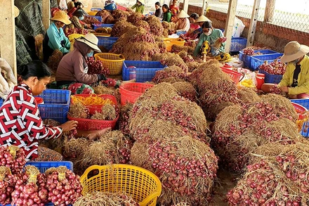 Thu hoạch hành tím tại thị xã Vĩnh Châu, tỉnh Sóc Trăng.