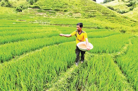 Anh A Hơi chăm sóc ruộng lúa hai vụ của gia đình mình.