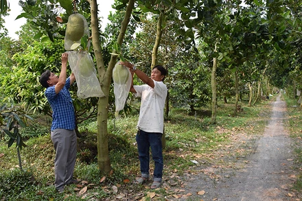 Kết quả chuyển đổi cơ cấu kinh tế, góp phần hoàn thành mục tiêu xây dựng nông thôn mới ở xã Đốc Binh Kiều, huyện Tháp Mười (Đồng Tháp) luôn có sự gương mẫu, đi đầu của đội ngũ cán bộ, đảng viên.