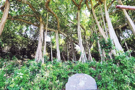 Cây đa di sản Sơn Trà.