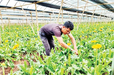 Anh Bùi Văn Khá chăm sóc cây hoa trong trang trại.