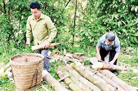 Anh Sổng A Cảnh, bản Khuôn Bổ, xã Hồng Ca, huyện Trấn Yên thu hoạch măng tươi.