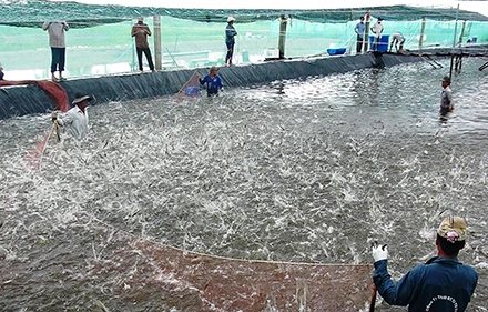 Thu hoạch tôm tại huyện Đầm Dơi, tỉnh Cà Mau.