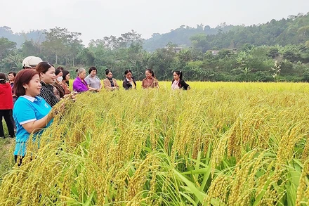 Huyện ủy Bạch Thông luôn nỗ lực tìm giải pháp phát triển kinh tế. (Trong ảnh: Mô hình trồng lúa hữu cơ cho năng suất cao được huyện triển khai hiệu quả). (Ảnh THU TRANG)