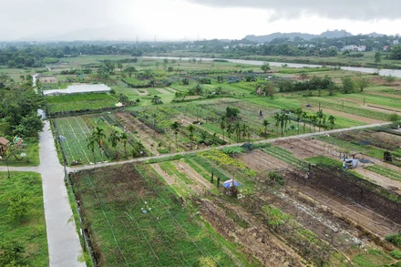 Hợp tác xã Dịch vụ sản xuất và tiêu thụ rau an toàn Túy Loan tại thôn Túy Loan Tây, xã Hòa Phong, huyện Hòa Vang.