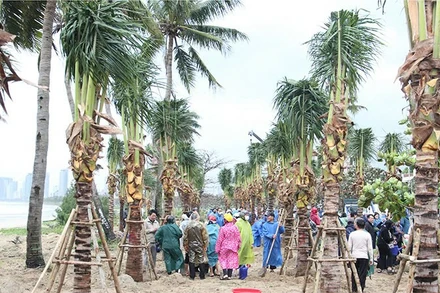 175 cây dừa lớn đã được trồng ven biển.