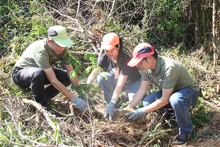 Cùng tham gia trồng cây lim xanh