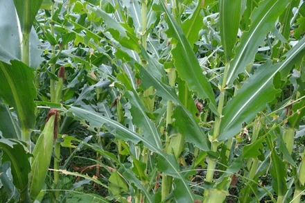 Một diện tích ngô bị châu chấu ăn lá gây hại. (Ảnh: THU TRANG)