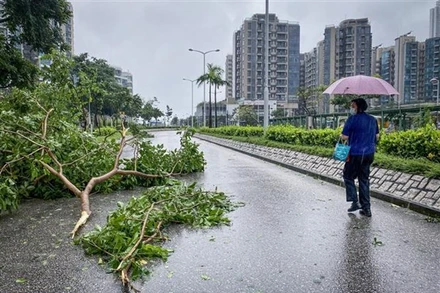 Cây cối gãy đổ khi bão Saola đổ bộ vào Tseung Kwan O, Hồng Kông (Trung Quốc) ngày 2/9. (Ảnh: AFP/TTXVN)