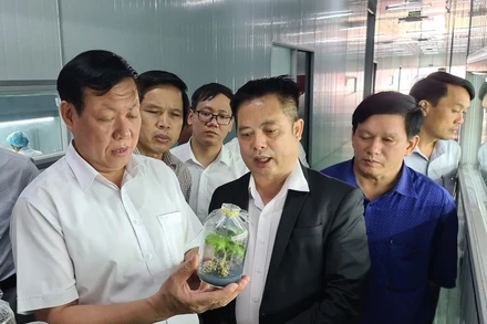 Kiểm tra mô hình nuôi cấy mô sâm Ngọc Linh của Sam Sam Group.