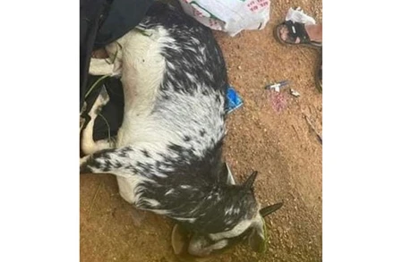 3 cán bộ Công an thị trấn Đại Nghĩa đã bắn chết 2 con dê của người dân.