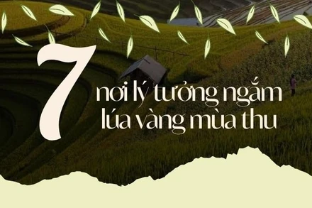 [Infographic] 7 nơi lý tưởng ngắm lúa vàng mùa thu