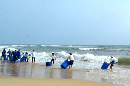 Thả cá giống xuống vùng biển xã Tam Tiến, huyện Núi Thành (Quảng Nam). 