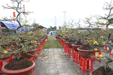 Vườn mai đẹp nở rộ nhưng không có bóng người mua.