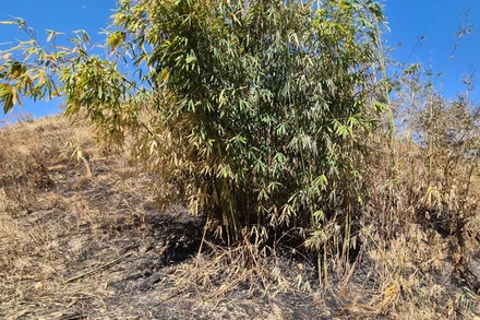 Tại hiện trường đốt rừng ghi nhận nhiều cây lồ ô tái sinh bị cháy khô, chết đứng, cây bụi đã bị cháy hoàn toàn.