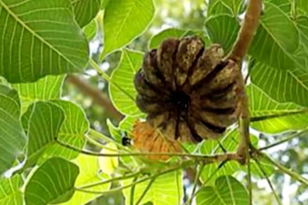  Quả cây ngô đồng.