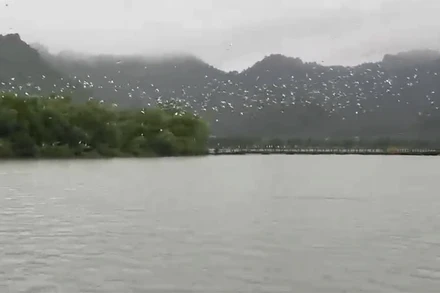 Đàn chim tìm về khu rừng ven hồ Tam Chúc để trú ngụ.