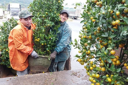 Các nhà vườn trồng quất ở phường 9 xuất vườn sớm, bán được giá, người trồng phấn khởi.