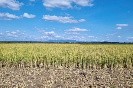 Ảnh hưởng bởi hạn hán khiến nhiều diện tích lúa ở huyện Đak Đoa (Gia Lai) bị thiệt hại.